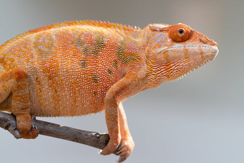 Holdbacks/Individuals: Ambilobe offspring from "Mimona-Fredy" (AKA Ready Freddy) x "Tolatra" (AKA Gift) - Hatched Feb/March - Female #1