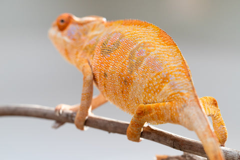 Holdbacks/Individuals: Ambilobe offspring from "Mimona-Fredy" (AKA Ready Freddy) x "Tolatra" (AKA Gift) - Hatched Feb/March - Female #1