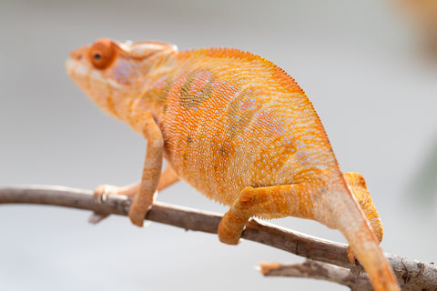 Holdbacks/Individuals: Ambilobe offspring from "Mimona-Fredy" (AKA Ready Freddy) x "Tolatra" (AKA Gift) - Hatched Feb/March - Female #1