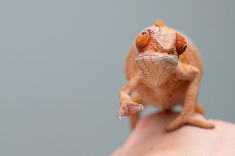 Holdbacks/Individuals: Ambilobe offspring from "Mimona-Fredy" (AKA Ready Freddy) x "Tolatra" (AKA Gift) - Hatched Feb/March - Female #1