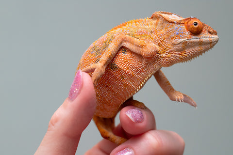 Holdbacks/Individuals: Ambilobe offspring from "Mimona-Fredy" (AKA Ready Freddy) x "Tolatra" (AKA Gift) - Hatched Feb/March - Female #1