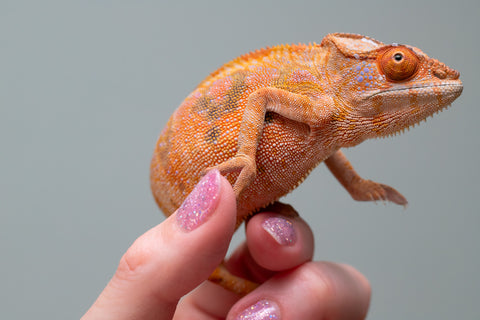 Holdbacks/Individuals: Ambilobe offspring from "Mimona-Fredy" (AKA Ready Freddy) x "Tolatra" (AKA Gift) - Hatched Feb/March - Female #1