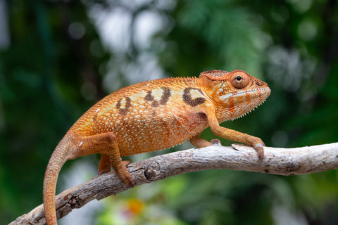 Holdbacks/Individuals: Ambilobe offspring from "Mimona-Fredy" (AKA Ready Freddy) x "Tolatra" (AKA Gift) - Hatched Feb/March - Female #1