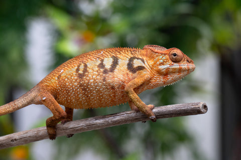 Holdbacks/Individuals: Ambilobe offspring from "Mimona-Fredy" (AKA Ready Freddy) x "Tolatra" (AKA Gift) - Hatched Feb/March - Female #1