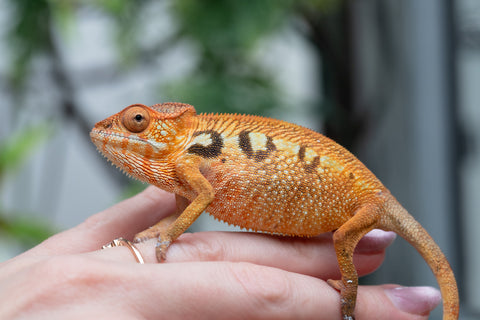 Holdbacks/Individuals: Ambilobe offspring from "Mimona-Fredy" (AKA Ready Freddy) x "Tolatra" (AKA Gift) - Hatched Feb/March - Female #1