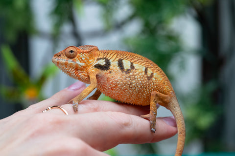 Holdbacks/Individuals: Ambilobe offspring from "Mimona-Fredy" (AKA Ready Freddy) x "Tolatra" (AKA Gift) - Hatched Feb/March - Female #1