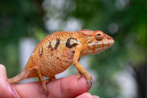 Holdbacks/Individuals: Ambilobe offspring from "Mimona-Fredy" (AKA Ready Freddy) x "Tolatra" (AKA Gift) - Hatched Feb/March - Female #1