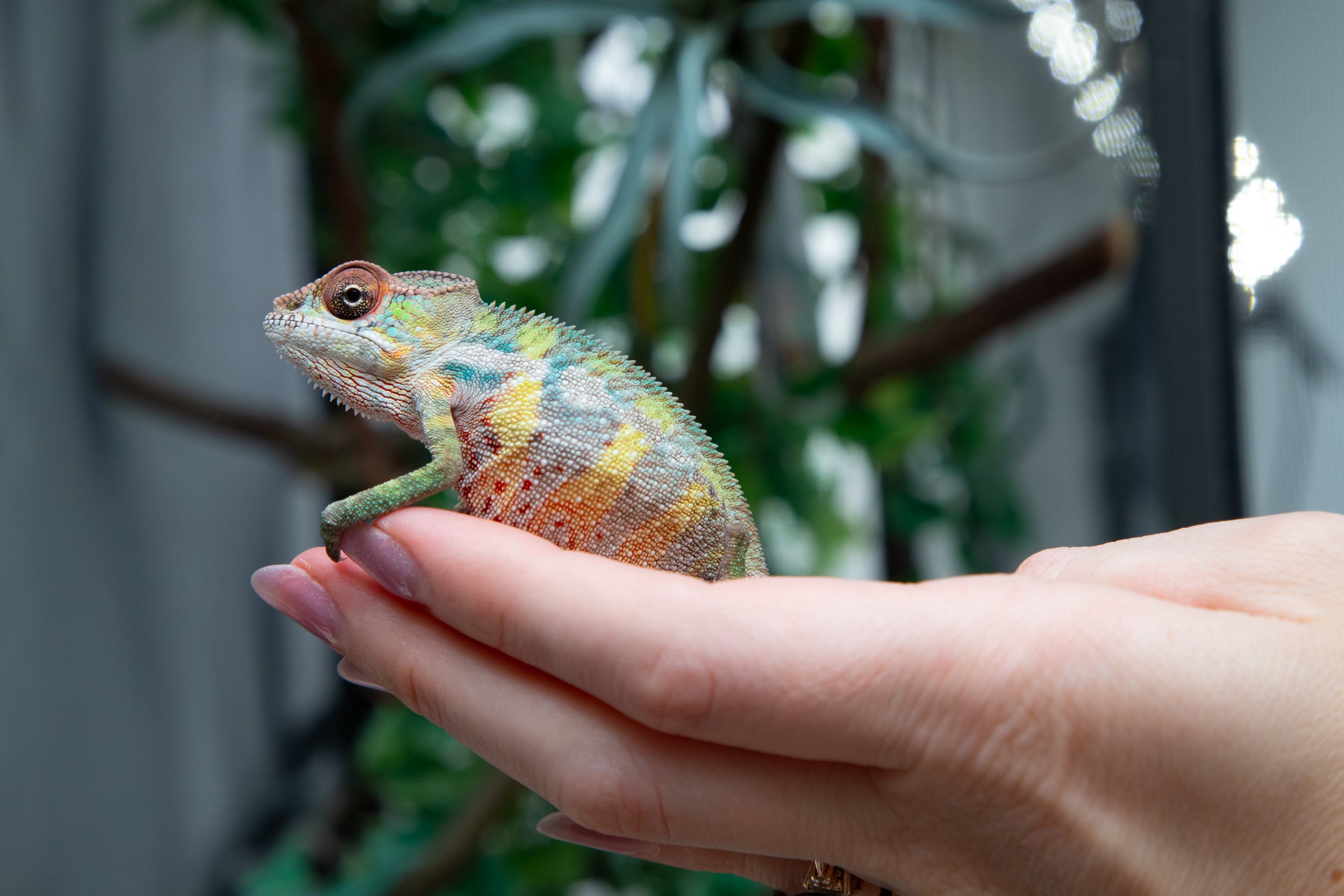 Holdbacks/Individuals: Ambilobe offspring from "Mimona-Fredy" (AKA Rea ...