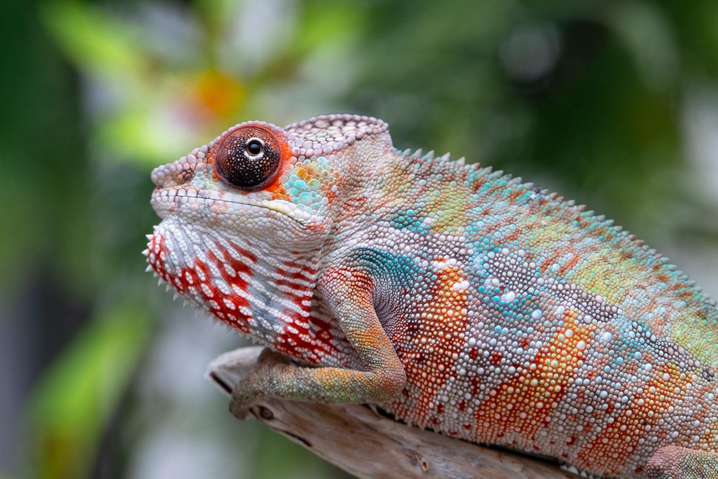 Holdbacks/Individuals: Ambilobe offspring from "Mimona-Fredy" (AKA Rea ...