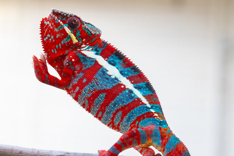 Pre-Order: Premier Ambilobe group from "Kanety-loha" (AKA Marble Head) x "Raozy-rano" (AKA Rose Water) - Hatched October 2025 - Ready to Ship: December