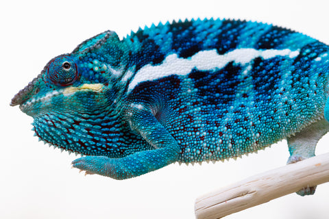 Pre-Order: PREMIERE Ambanja Group from "Midnight Rider" x "Small Fry" - Hatched: June - July 25' - Ready to Ship: October
