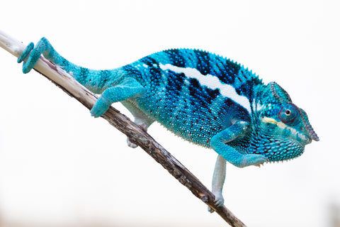 Pre-Order: PREMIERE Ambanja Group from "Midnight Rider" x "Small Fry" - Hatched: June - July 25' - Ready to Ship: October