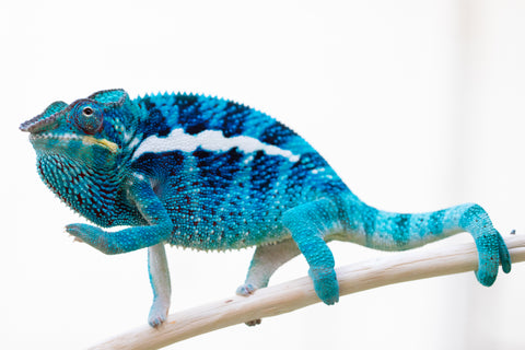 Pre-Order: PREMIERE Ambanja Group from "Midnight Rider" x "Small Fry" - Hatched: June - July 25' - Ready to Ship: October