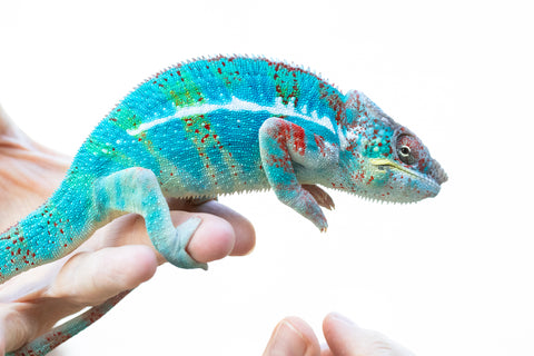 Holdbacks/Individuals - Adult 3-way Locale Cross offspring from Bombay Sapphire x Destiny's Child - Hatched November 2021 - Male #1