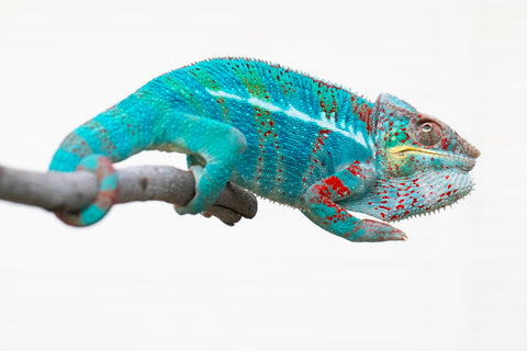 Holdbacks/Individuals - Adult 3-way Locale Cross offspring from Bombay Sapphire x Destiny's Child - Hatched November 2021 - Male #1