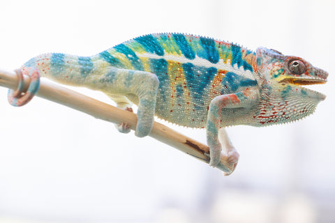 Holdbacks/Individuals - Adult 3-way Locale Cross offspring from Bombay Sapphire x Destiny's Child - Hatched November 2021 - Male #1