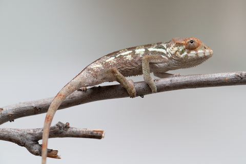 Holdbacks/Individuals: Nosy Be offspring from "Neelix" x "Maho Hiyajo" - Hatched June 25' - Female #1