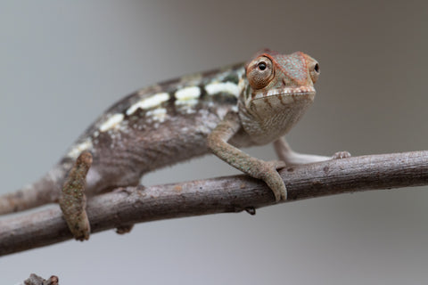 Holdbacks/Individuals: Nosy Be offspring from "Neelix" x "Maho Hiyajo" - Hatched June 25' - Female #1