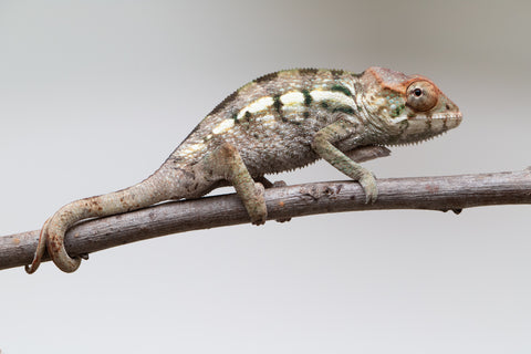 Holdbacks/Individuals: Nosy Be offspring from "Neelix" x "Maho Hiyajo" - Hatched June 25' - Female #1