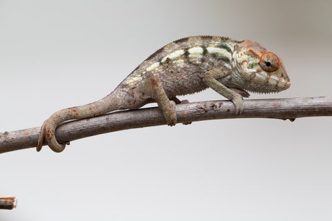Holdbacks/Individuals: Nosy Be offspring from "Neelix" x "Maho Hiyajo" - Hatched June 25' - Female #1
