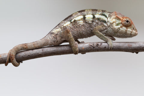 Holdbacks/Individuals: Nosy Be offspring from "Neelix" x "Maho Hiyajo" - Hatched June 25' - Female #1