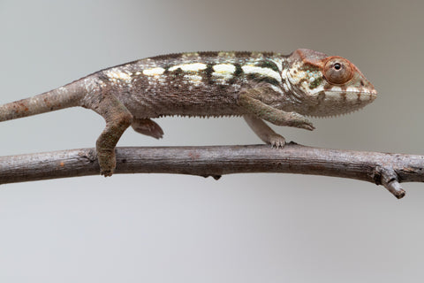 Holdbacks/Individuals: Nosy Be offspring from "Neelix" x "Maho Hiyajo" - Hatched June 25' - Female #1