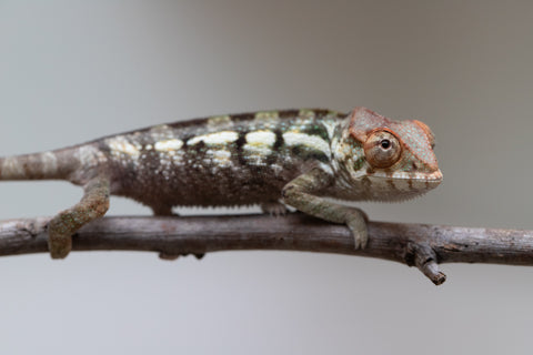 Holdbacks/Individuals: Nosy Be offspring from "Neelix" x "Maho Hiyajo" - Hatched June 25' - Female #1