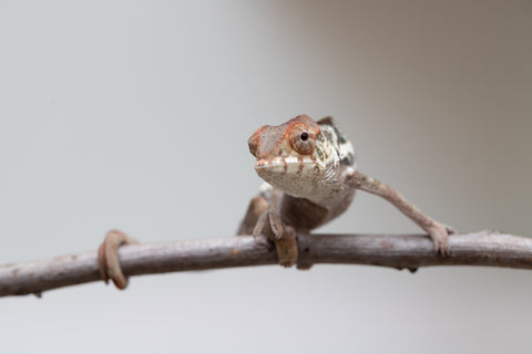 Holdbacks/Individuals: Nosy Be offspring from "Neelix" x "Maho Hiyajo" - Hatched June 25' - Female #1