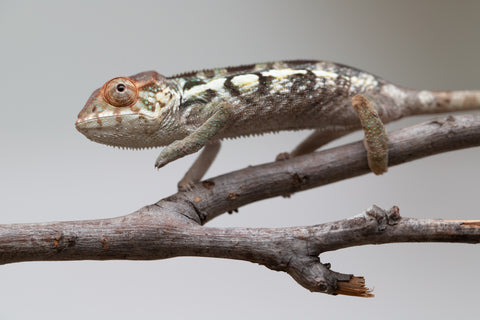 Holdbacks/Individuals: Nosy Be offspring from "Neelix" x "Maho Hiyajo" - Hatched June 25' - Female #1