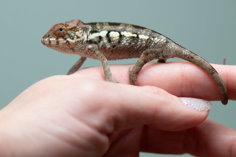 Holdbacks/Individuals: Nosy Be offspring from "Neelix" x "Maho Hiyajo" - Hatched June 25' - Female #1