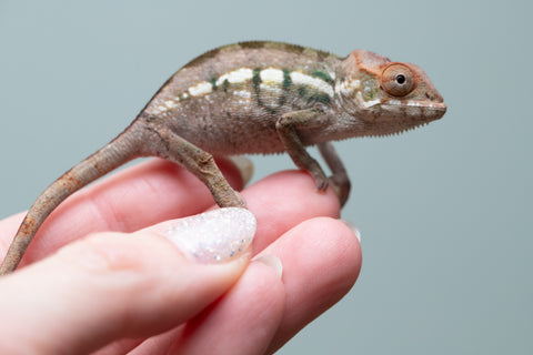 Holdbacks/Individuals: Nosy Be offspring from "Neelix" x "Maho Hiyajo" - Hatched June 25' - Female #1