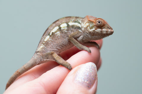 Holdbacks/Individuals: Nosy Be offspring from "Neelix" x "Maho Hiyajo" - Hatched June 25' - Female #1
