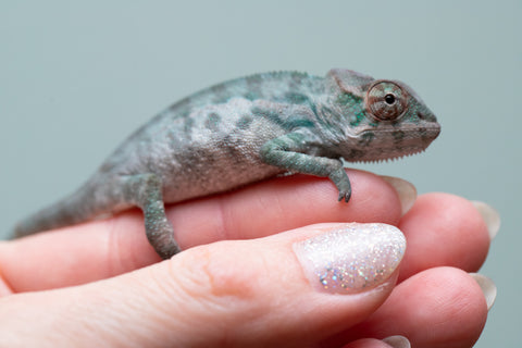 Holdbacks/Individuals: Nosy Be offspring from "Neelix" x "Maho Hiyajo" - Hatched June 25' - Male #1