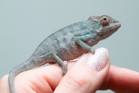 Holdbacks/Individuals: Nosy Be offspring from "Neelix" x "Maho Hiyajo" - Hatched June 25' - Male #1