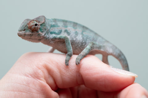 Holdbacks/Individuals: Nosy Be offspring from "Neelix" x "Maho Hiyajo" - Hatched June 25' - Male #1