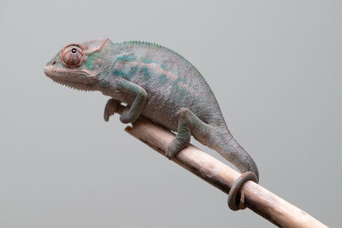 Holdbacks/Individuals: Nosy Be offspring from "Neelix" x "Maho Hiyajo" - Hatched June 25' - Male #1