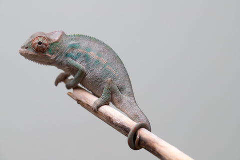 Holdbacks/Individuals: Nosy Be offspring from "Neelix" x "Maho Hiyajo" - Hatched June 25' - Male #1