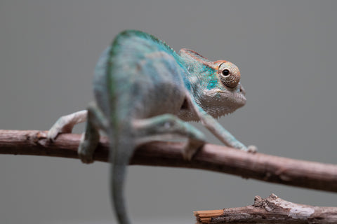 Holdbacks/Individuals: Nosy Be offspring from "Neelix" x "Maho Hiyajo" - Hatched June 25' - Male #3
