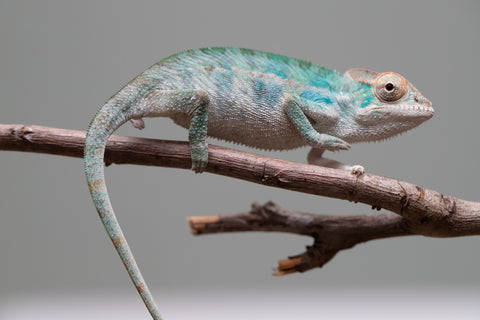 Holdbacks/Individuals: Nosy Be offspring from "Neelix" x "Maho Hiyajo" - Hatched June 25' - Male #3