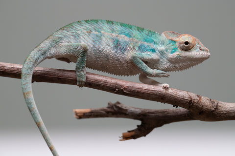 Holdbacks/Individuals: Nosy Be offspring from "Neelix" x "Maho Hiyajo" - Hatched June 25' - Male #3