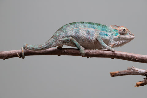 Holdbacks/Individuals: Nosy Be offspring from "Neelix" x "Maho Hiyajo" - Hatched June 25' - Male #3