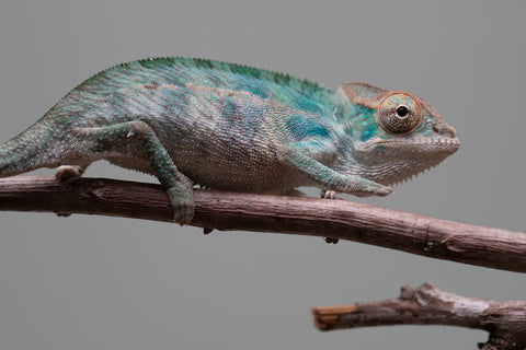 Holdbacks/Individuals: Nosy Be offspring from "Neelix" x "Maho Hiyajo" - Hatched June 25' - Male #3