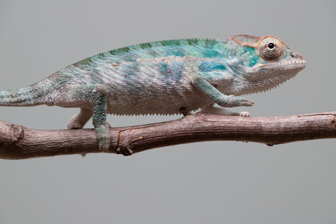 Holdbacks/Individuals: Nosy Be offspring from "Neelix" x "Maho Hiyajo" - Hatched June 25' - Male #3