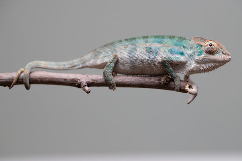 Holdbacks/Individuals: Nosy Be offspring from "Neelix" x "Maho Hiyajo" - Hatched June 25' - Male #3
