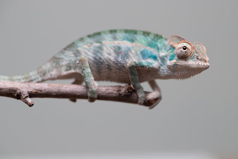 Holdbacks/Individuals: Nosy Be offspring from "Neelix" x "Maho Hiyajo" - Hatched June 25' - Male #3
