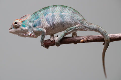 Holdbacks/Individuals: Nosy Be offspring from "Neelix" x "Maho Hiyajo" - Hatched June 25' - Male #3