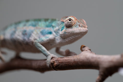 Holdbacks/Individuals: Nosy Be offspring from "Neelix" x "Maho Hiyajo" - Hatched June 25' - Male #3