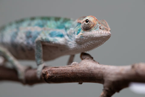 Holdbacks/Individuals: Nosy Be offspring from "Neelix" x "Maho Hiyajo" - Hatched June 25' - Male #3