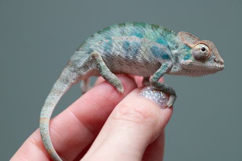 Holdbacks/Individuals: Nosy Be offspring from "Neelix" x "Maho Hiyajo" - Hatched June 25' - Male #3