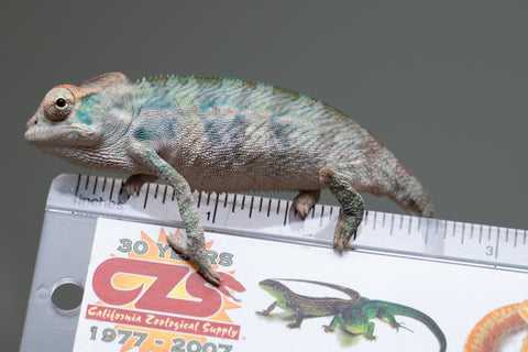 Holdbacks/Individuals: Nosy Be offspring from "Neelix" x "Maho Hiyajo" - Hatched June 25' - Male #3
